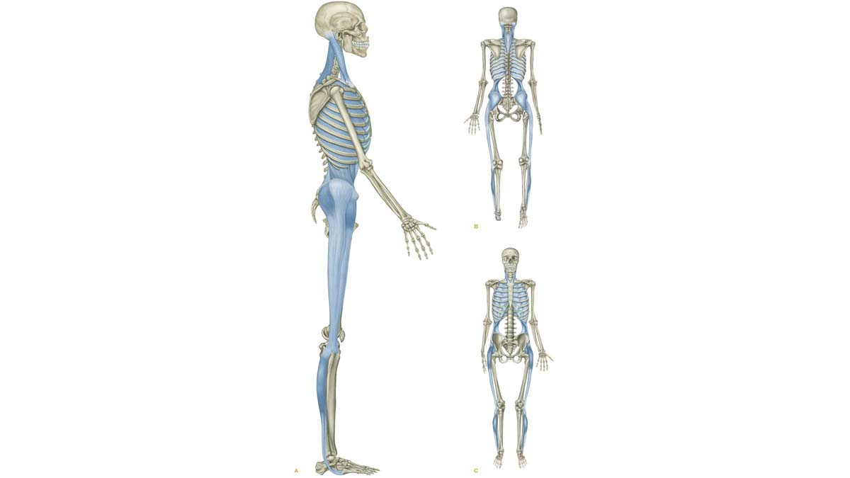 Myofascial-Lateral-Line-1200px